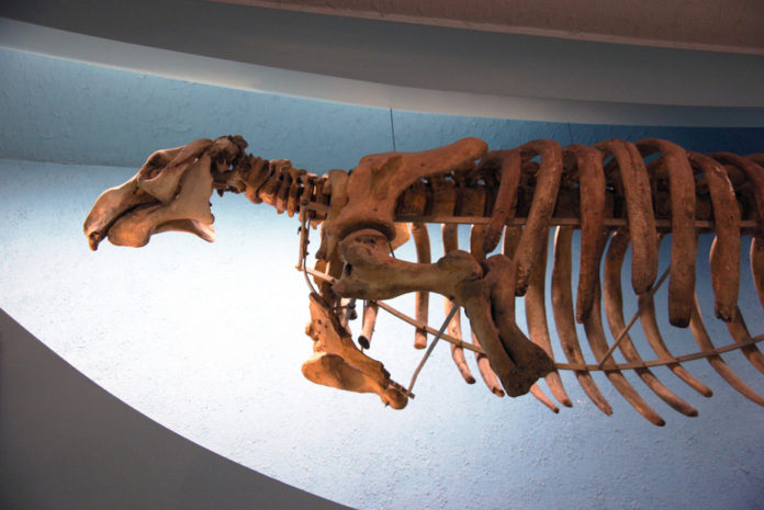 A Steller sea cow skeleton- extinct in 1768. Tim Evanson:flickr, CC BY-SA