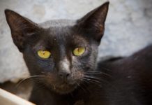 How desexing cats saves lives