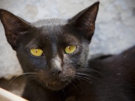 How desexing cats saves lives