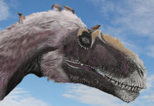 How small birds evolved from giant meat eating dinosaurs