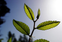 Plants absorb more CO2 than we thought, but …