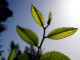 Plants absorb more CO2 than we thought, but …