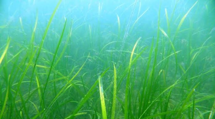 For the love of cod, let’s save our disappearing seagrass