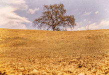 California’s severe drought shows why we need to raise the price of water