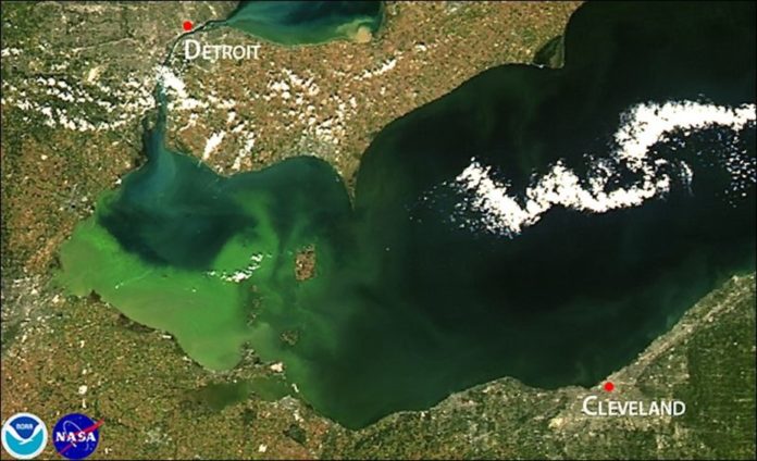 Algae overload- Lake Erie algal bloom 2011. NOAA:NASA