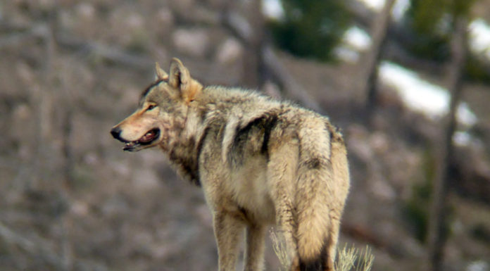 What American wolves can teach us about Australian dingoes