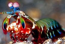 Mantis shrimp have the world’s best eyes – but why?