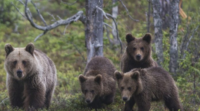 If you go down to the woods today you’re in for a big surprise – Europe’s bears are back