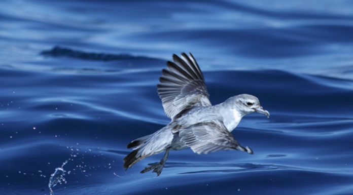 Marine park review looks set to repeat past mistakes