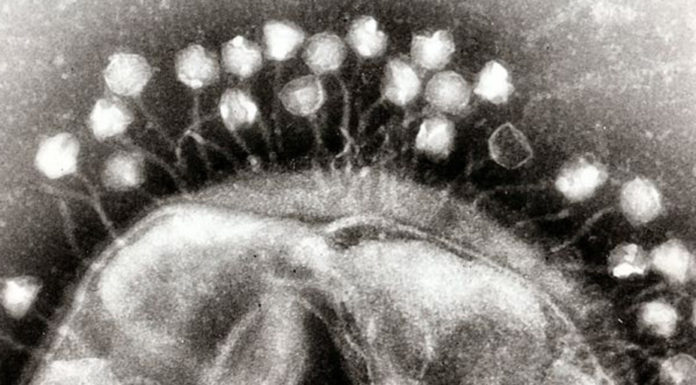 Designer viruses could be the new antibiotics