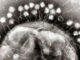Designer viruses could be the new antibiotics