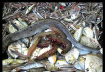 Could ‘balanced harvesting’ really feed the world and save the oceans?