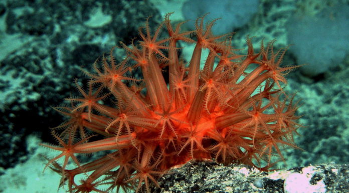 Just how little do we know about the ocean floor?