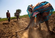 Can gene editing provide a solution to global hunger?