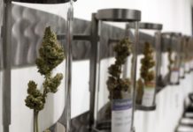 Marijuana legalization: Big changes across country