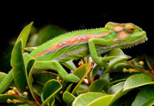 How do chameleons and other creatures change colour?