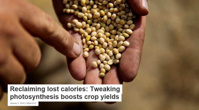 Reclaiming lost calories: Tweaking photosynthesis boosts crop yields