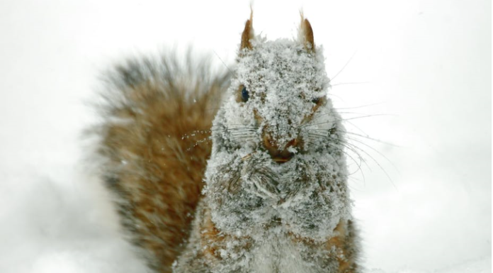 Is winter miserable for wildlife?