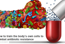 How to train the body’s own cells to combat antibiotic resistance