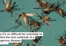 Why it’s so difficult for scientists to predict the next outbreak of a dangerous disease