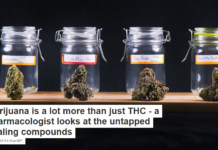 Marijuana is a lot more than just THC – a pharmacologist looks at the untapped healing compounds