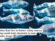 Microbes that live in fishes’ slimy mucus coating could lead chemists to new antibiotic drugs