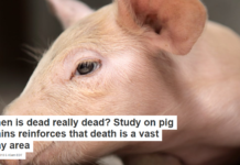 When is dead really dead? Study on pig brains reinforces that death is a vast gray area