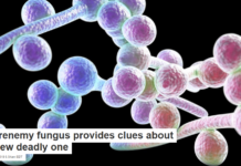 A frenemy fungus provides clues about a new deadly one