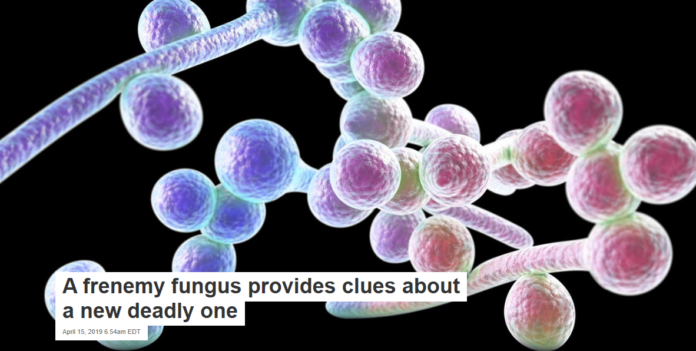 The fungus Candida albicans causes candidiasis, or thrush. Kateryna Kon/Shutterstock.com