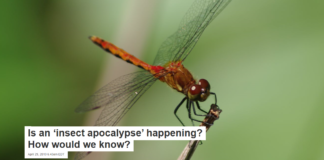 Is an ‘insect apocalypse’ happening? How would we know?