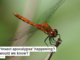 Is an ‘insect apocalypse’ happening? How would we know?