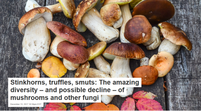 Stinkhorns, truffles, smuts: The amazing diversity – and possible decline – of mushrooms and other fungi