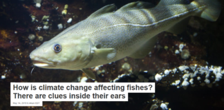 How is climate change affecting fishes? There are clues inside their ears