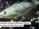 How is climate change affecting fishes? There are clues inside their ears