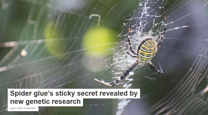 Spider glue’s sticky secret revealed by new genetic research