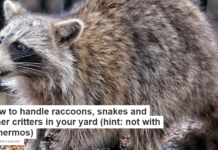 How to handle raccoons, snakes and other critters in your yard (hint: not with a thermos
