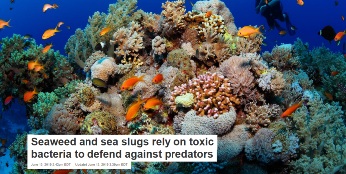 Coral reefs contain an intricate web of predators and prey. lisnic/Shutterstock.com