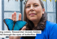 Flying colors: Researcher reveals hidden world through the eyes of butterflies