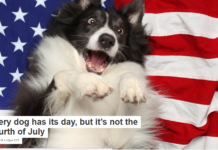 Every dog has its day, but it’s not the Fourth of July