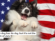 Every dog has its day, but it’s not the Fourth of July