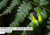 How fireflies glow – and what signals they’re sending