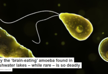 Why the ‘brain-eating’ amoeba found in freshwater lakes – while rare – is so deadly