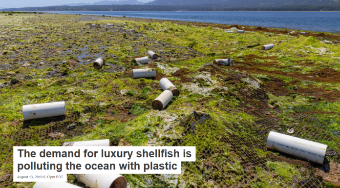 The demand for luxury shellfish is polluting the ocean with plastic