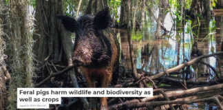 Feral pigs harm wildlife and biodiversity as well as crops