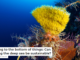 Getting to the bottom of things: Can mining the deep sea be sustainable?