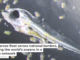 Fish larvae float across national borders, binding the world’s oceans in a single network