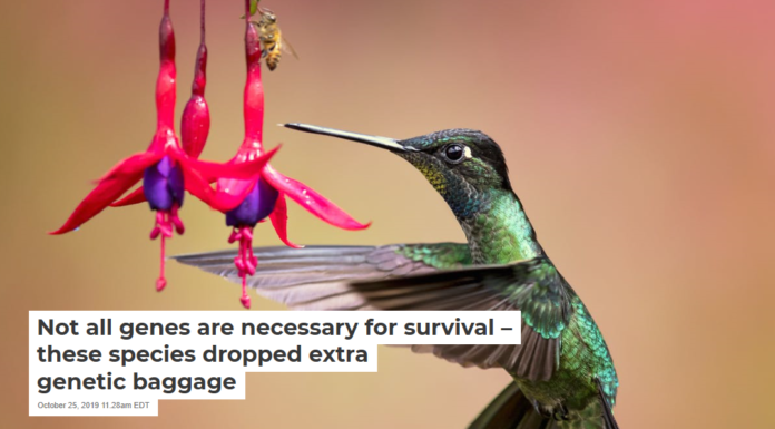 Not all genes are necessary for survival – these species dropped extra genetic baggage