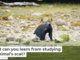 What can you learn from studying an animal’s scat?