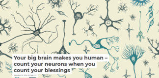 Your big brain makes you human – count your neurons when you count your blessings