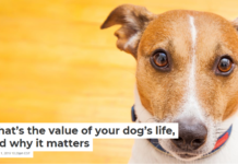 What’s the value of your dog’s life, and why it matters